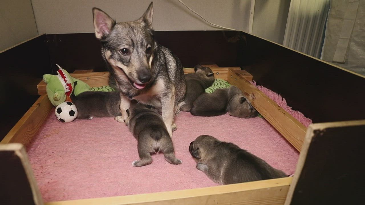 Humalassa seksikäs orgia