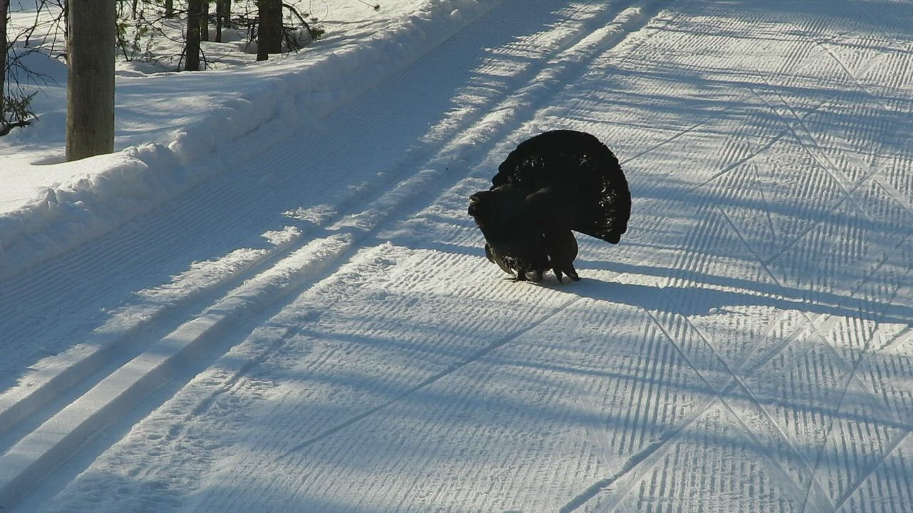 Miten tehdä nainen Squirt porno